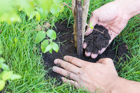 New life for plants a tree on green grassの写真素材