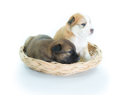 Puppy in a wicker basket isolated on over white backgroundの写真素材