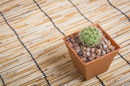 Cactus on the wooden background, studio shotの写真素材