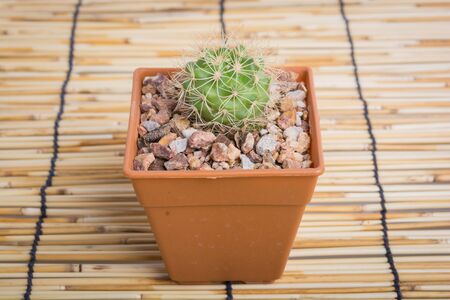Cactus on the wooden background, studio shotの写真素材