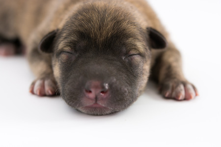 One day for newborn pup isolate on white backgroundの写真素材