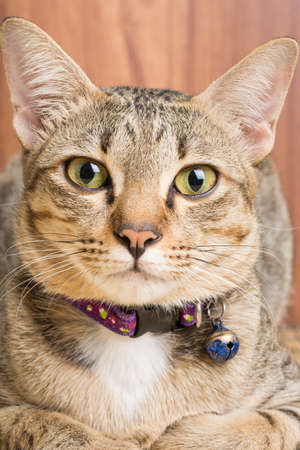 Asia cat breed on a wooden backgroundの写真素材