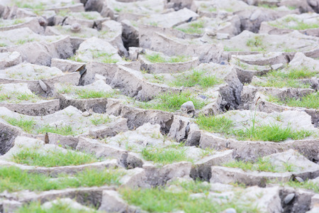 Plant green grass on cracked earth backgroundの写真素材
