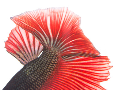 Texture of tail siamese fighting fish on over white backgroundの写真素材