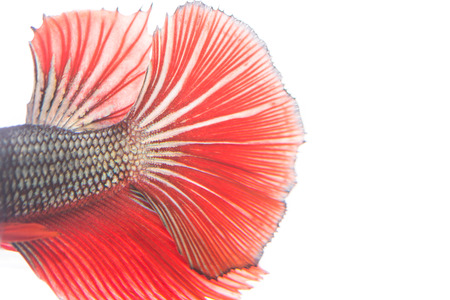 Texture of tail siamese fighting fish on over white backgroundの写真素材
