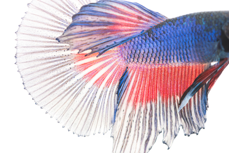 Texture of tail siamese fighting fish on over white backgroundの写真素材
