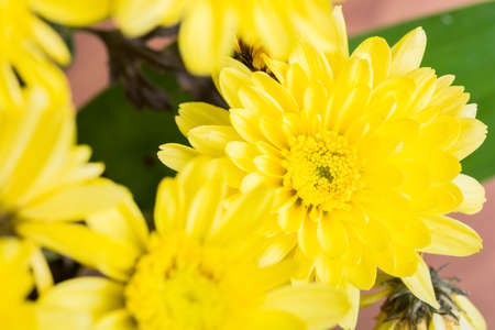 Bright yellow flowers bouquet in the gardenの写真素材