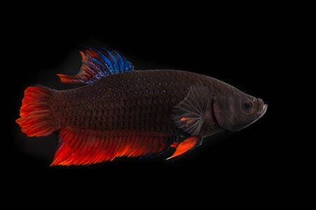 Thai fighting fish on over black backgroundの写真素材