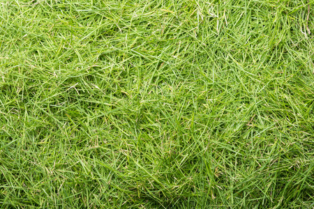 Green grass texture background, the leaf grass it cutの写真素材
