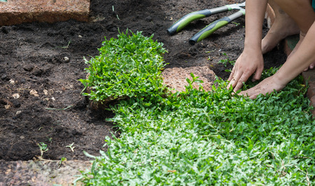 Hand on planting green grass on gardenの写真素材