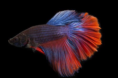 Thai fighting fish on over black backgroundの写真素材