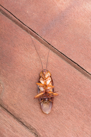 Macro Cockroaches dead dirty on wood table