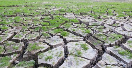 land with dry cracked mud ground texture with new plantの写真素材