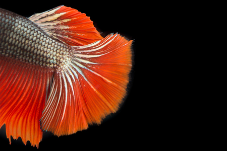 Tail Thai fighting fish on over black backgroundの写真素材