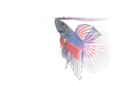 Betta fish, siamese fighting fish isolated on white backgroundの写真素材