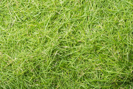 Green grass texture background, the leaf grass it cutの写真素材