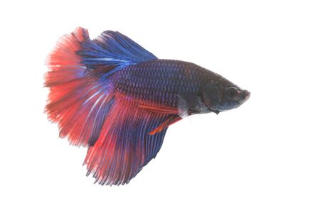 Betta fish, siamese fighting fish isolated on white backgroundの写真素材