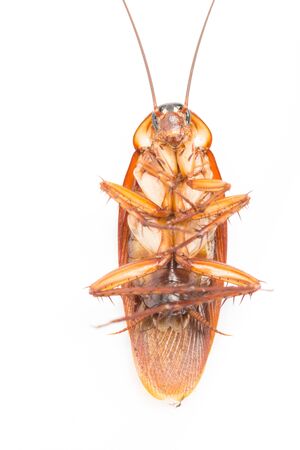 Macro Cockroaches dead dirty isolate on white backgroundの写真素材