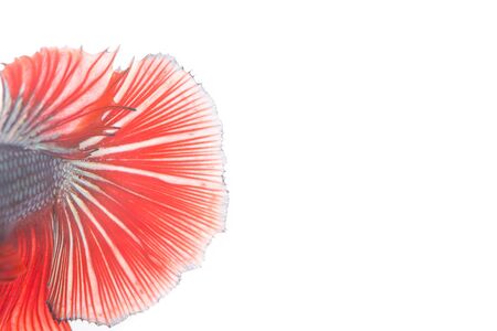Betta fish, siamese fighting fish isolated on white backgroundの写真素材