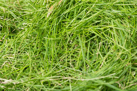 Green grass texture background, the leaf grass it cutの写真素材