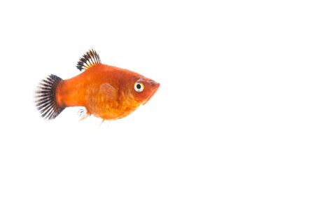 gold fish isolated on over white backgroundの写真素材