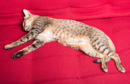 tiger (tabby) cat relaxing sleepping on red sofaの写真素材