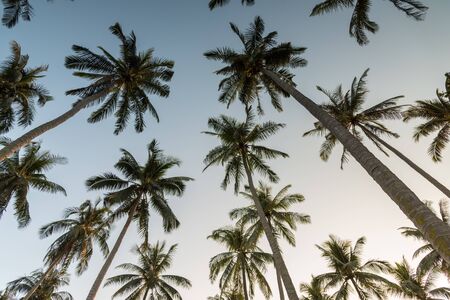Coconut palm trees perspective high long view