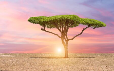 Beautiful landscape tree in the lawn at sunset sunriseの写真素材