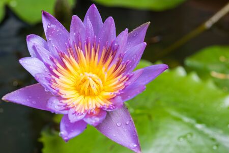 image of water lily or a lotus flower on the nature waterの写真素材