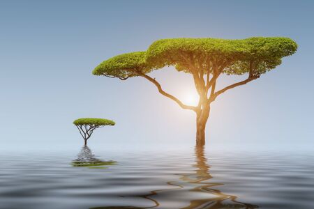 Colourful Lake one tree in the sunlight at sunsetの写真素材