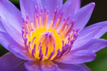 image of water lily or a lotus flower on the nature waterの写真素材