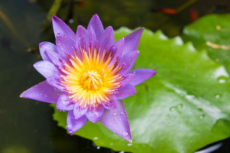 image of water lily or a lotus flower on the nature waterの写真素材