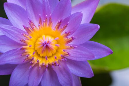 image of water lily or a lotus flower on the nature waterの写真素材