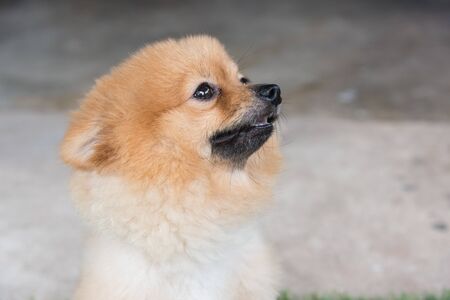 Pomeranian dog on green grass look meの写真素材