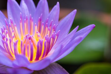 image of water lily or a lotus flower on the nature waterの写真素材