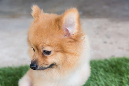 Pomeranian dog on green grass look meの写真素材