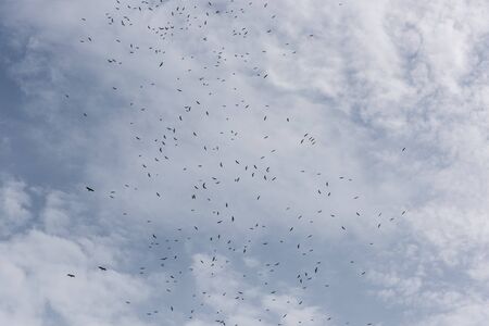 Many birds flying on the sky cloudの写真素材
