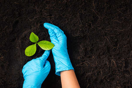 Hand of researcher woman wear rubber gloves holding growing and nurturing tree growing on fertile black soil, Concept of Save World, Earth day and Hands ecology environmentsの写真素材