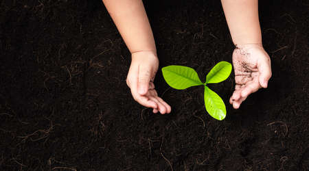 Top view of a green little seedling young tree in black soil on child's hands he is planting,...