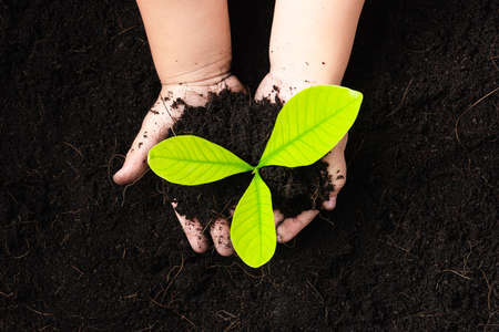 Top view of child hand planting young tree seedling on black soil at the garden, Concept of global...