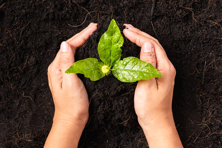 Hand of a woman planting green small plant life on compost fertile black soil with nurturing tree growing, Concept of Save World, Earth day and Hands ecology environmentの写真素材