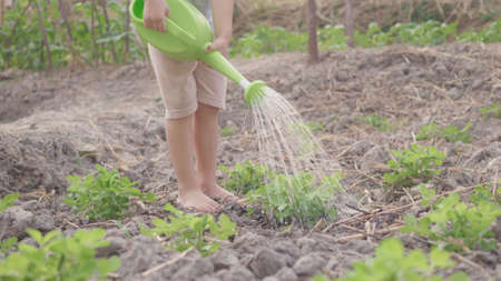 Asian little child boy preschool growing to learn watering the plant tree outside. Kid planting and waters vegetables on garden, Forestry environments conceptの写真素材