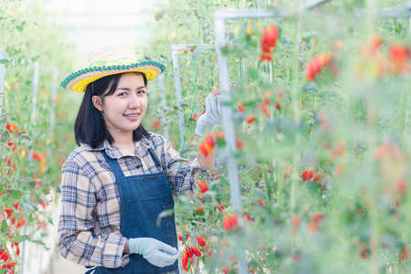 Happy farmer woman cutting organic ripe tomatoes from a bush with scissors in greenhouse garden, tomato gardening vegetables organic farm conceptの写真素材