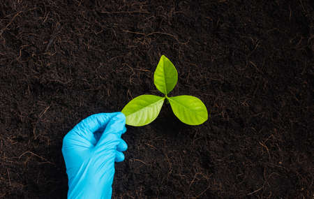 Hand of researcher woman wear rubber gloves touching green leaves after the plant on fertile black soil, Concept of Save World, Earth day and Hands ecology environmentsの写真素材