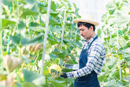 Young man farmer farmer is checking the quality of the melon grown and record to laptop computer in...