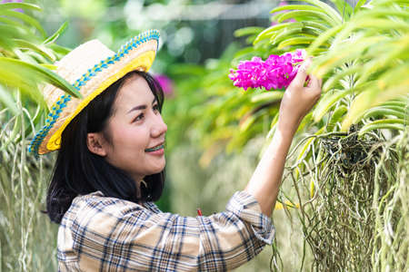Young farmers female walking to checking orchid gardening farm, woman check quality of orchid flower in garden greenhouse, Agricultural conceptsの写真素材