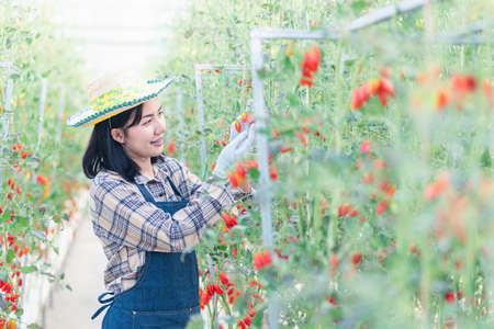 Happy farmer woman cutting organic ripe tomatoes from a bush with scissors in greenhouse garden, tomato gardening vegetables organic farm conceptの写真素材