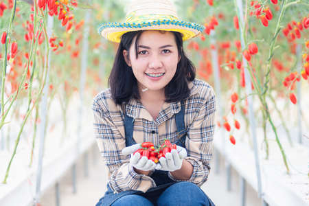 Portrait of farmer young woman in uniform smiling holding fresh red tomatoes on hands after freshly harvest, tomato organic food garden small business conceptの写真素材