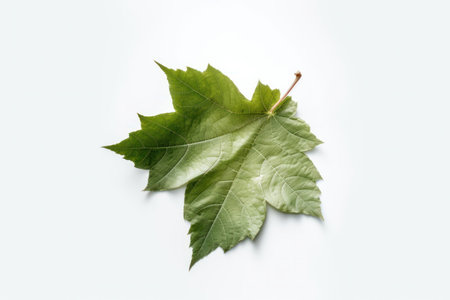 A close-up of a fresh green leaf isolated on a white background, perfect for your eco-friendly designs. AI Generative.の素材