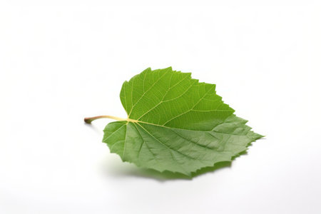 A single green leaf with a crisp and bright texture isolated on a white background. AI Generative.の素材